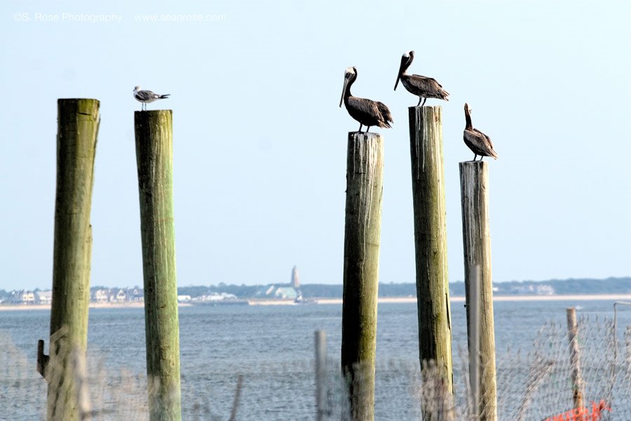 Pelicans in Southport, NC.