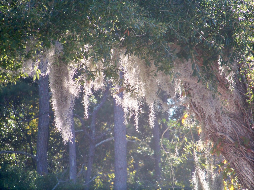 Pine Knoll Shores