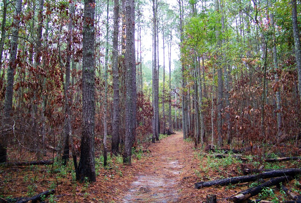 Tar-Kiln Trail