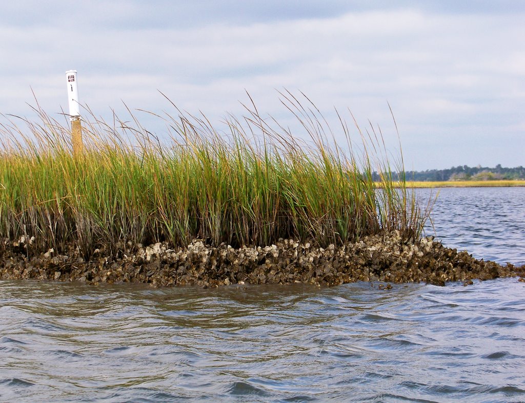 Oyster Beds Along Bear Island Paddle Trail
