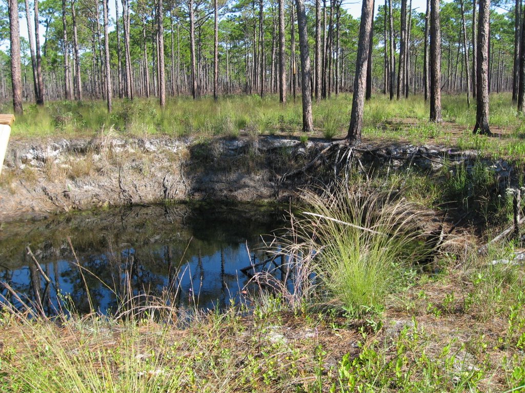 Bobs Sinkhole Patsys Pond Trail