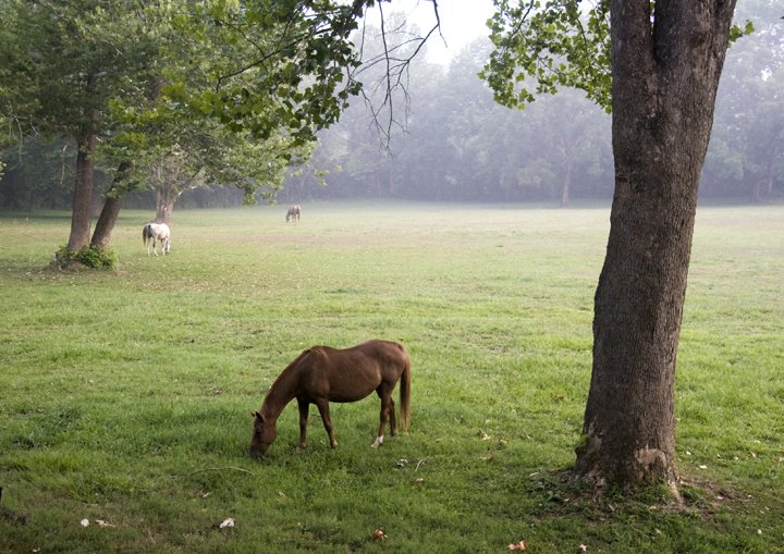 N. Lafayette Street Pasture