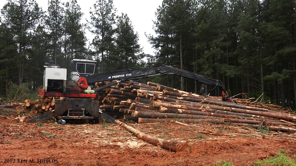 Pine Logging