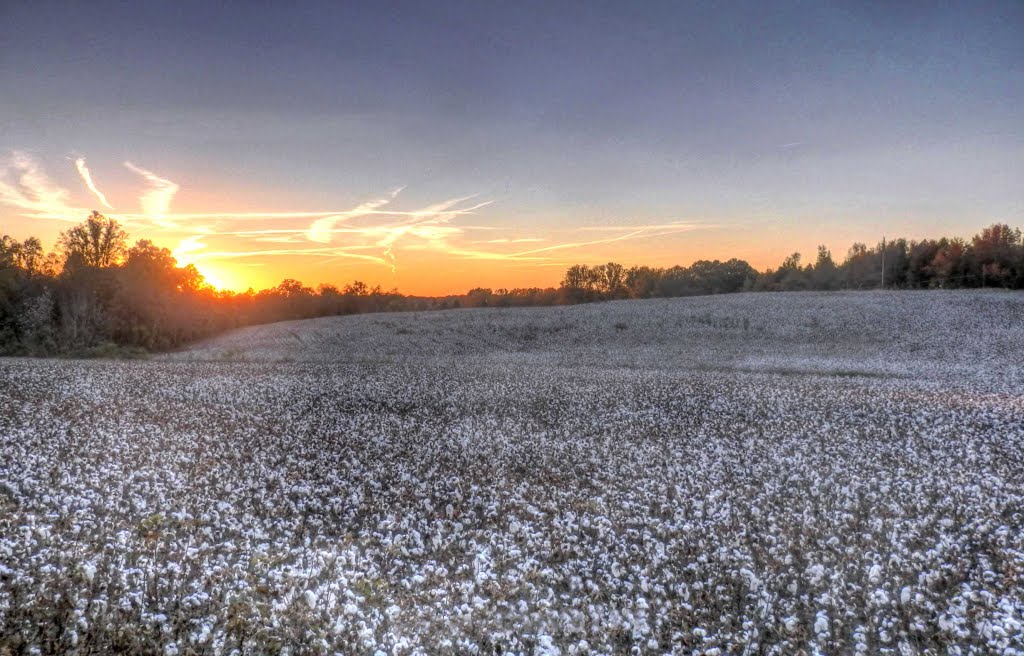 Field of Cotton in Cleveland County