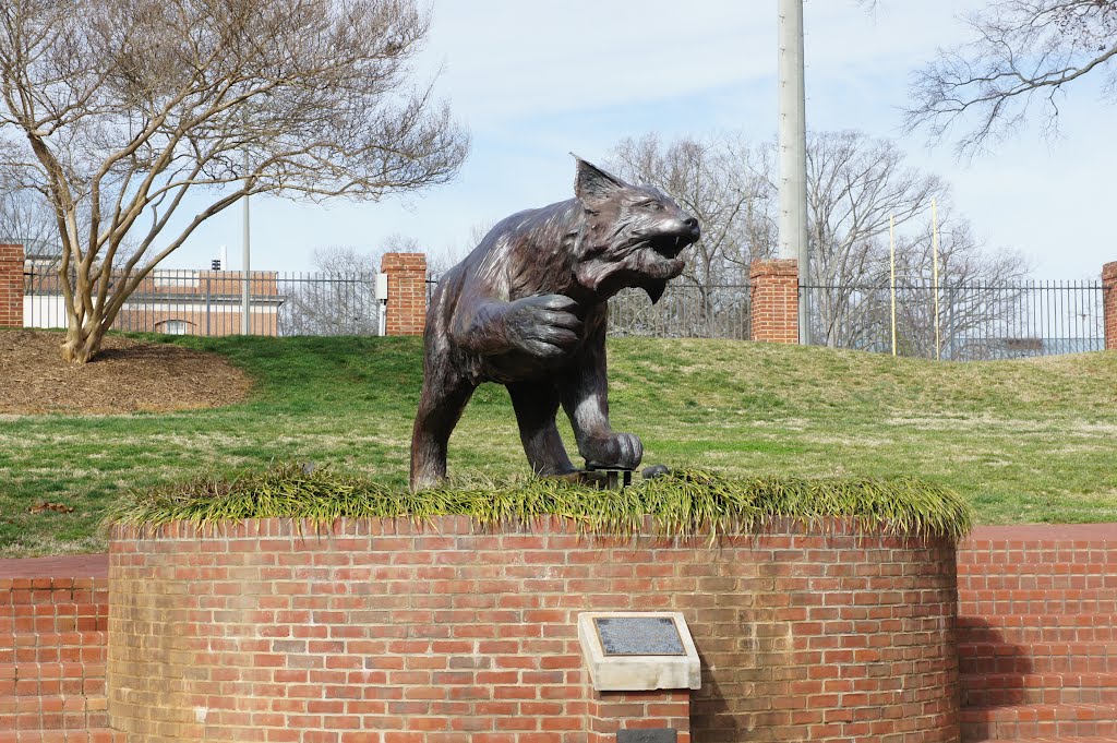 The Wild Cat