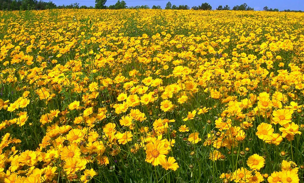 Carolina Field of Wildflowers