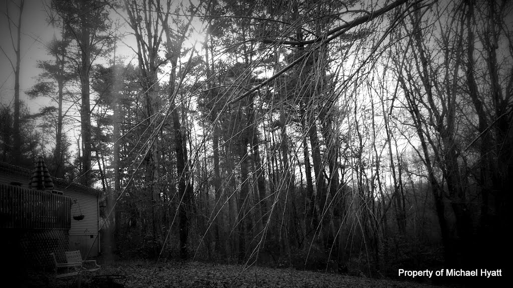 My Woods
