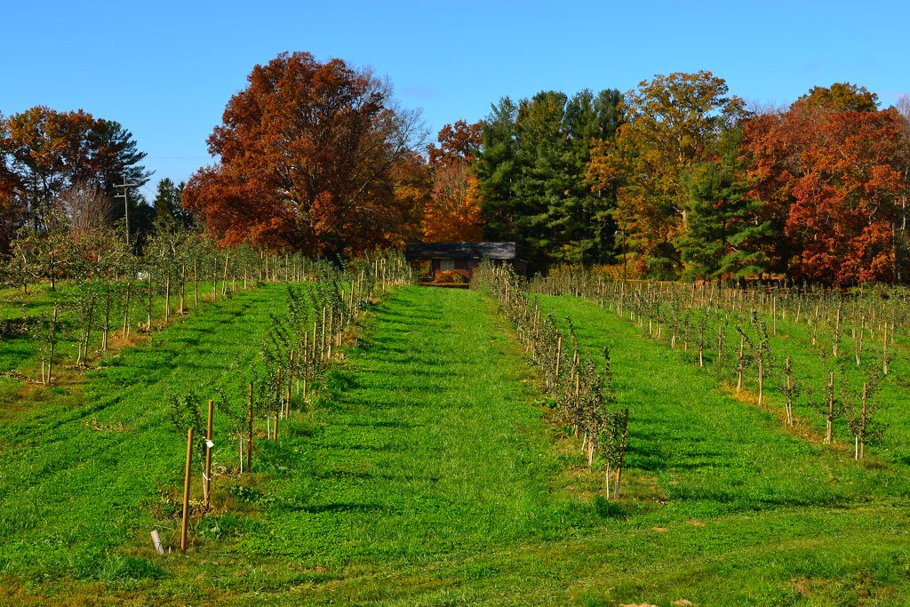 Apple Orchard