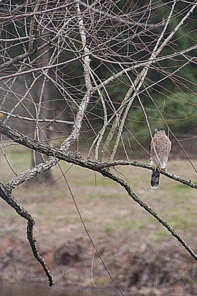 Hawk in a tree outside my window