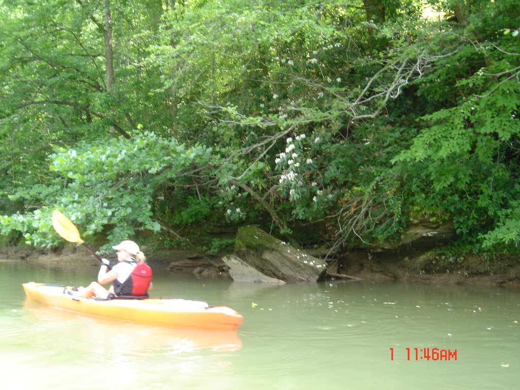 Rhododedrons Along the River Blooming - July 2007