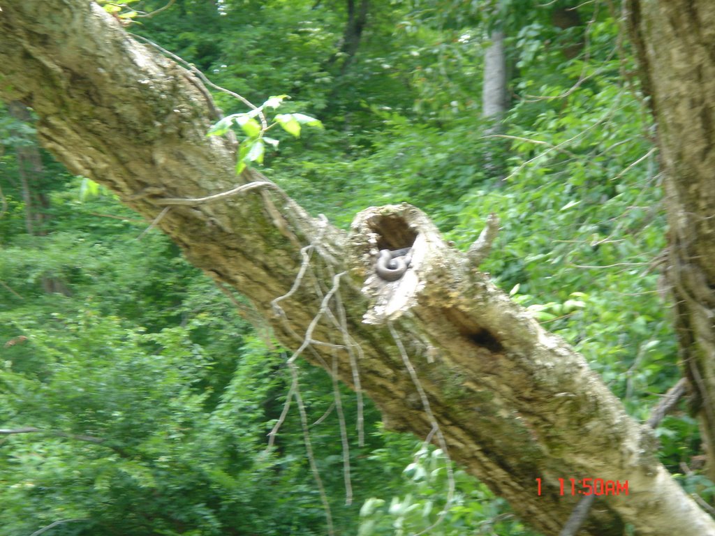 Snake in the Tree Sunning - July 2007