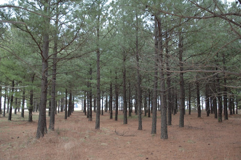 Frank Liske Park