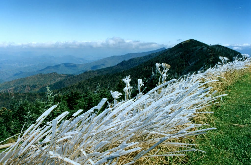 Frosted Grass