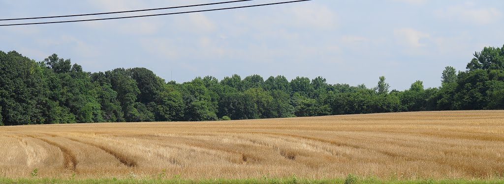crop circles