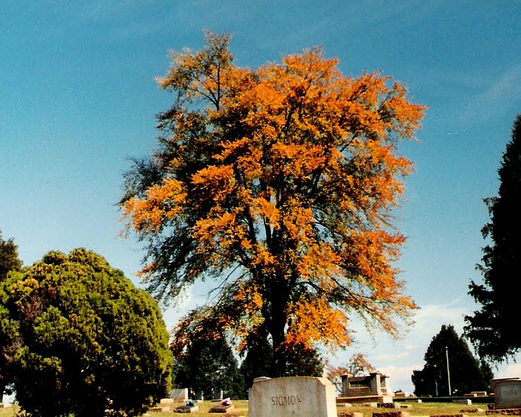 Graveyard Sentinal