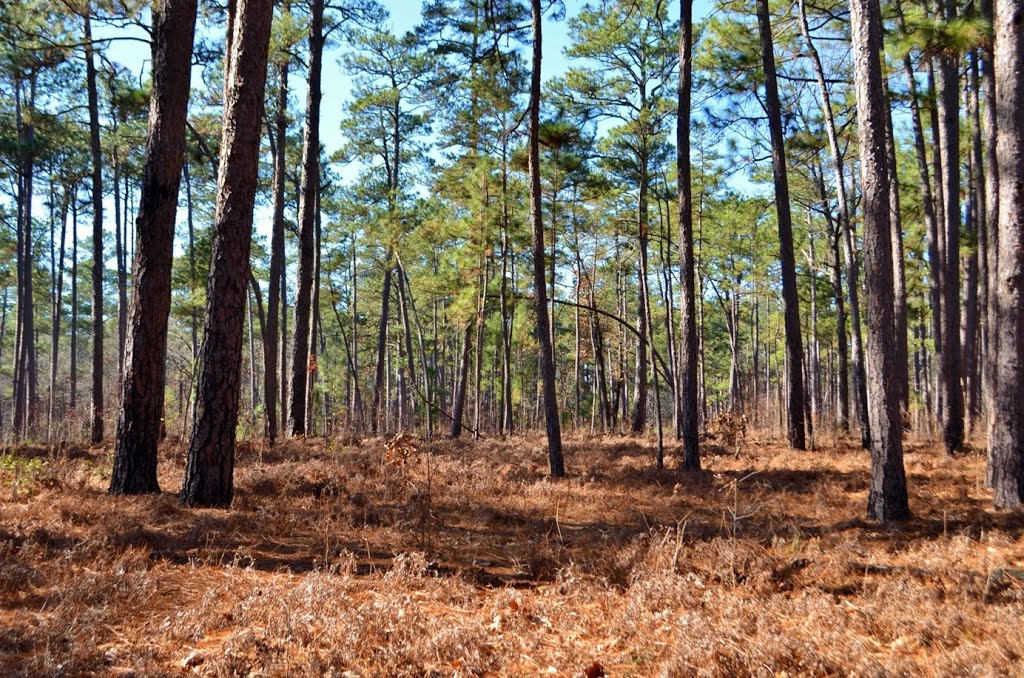 Pine Forest along Holly Road Trail