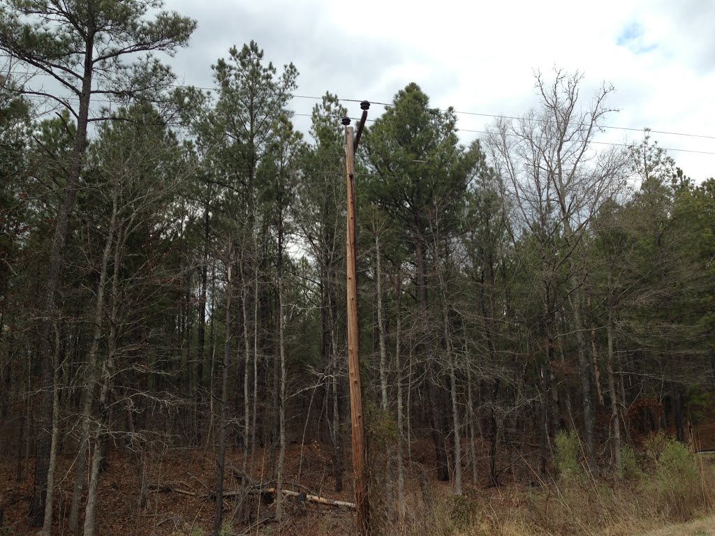 50s or 60s Era Pole and Pines