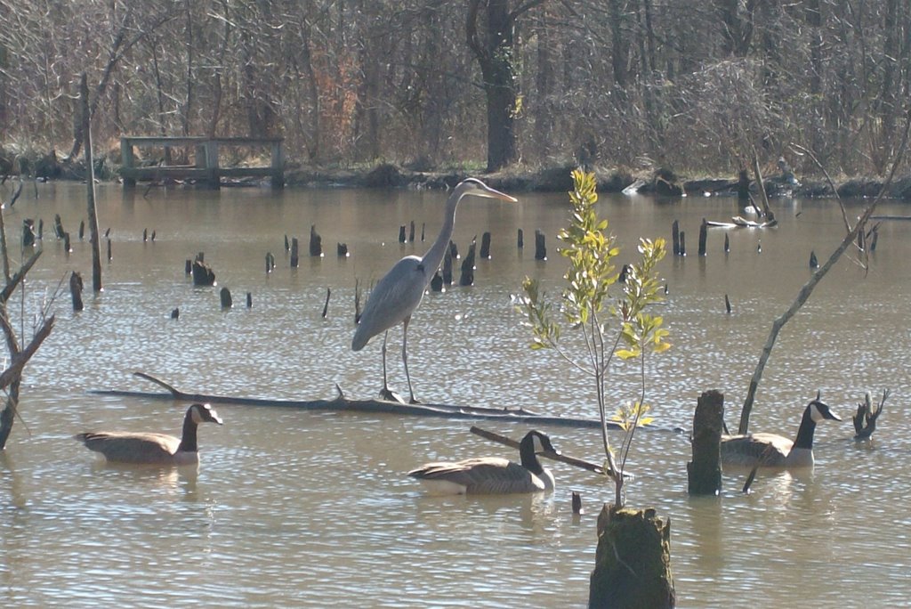 Blue Heron