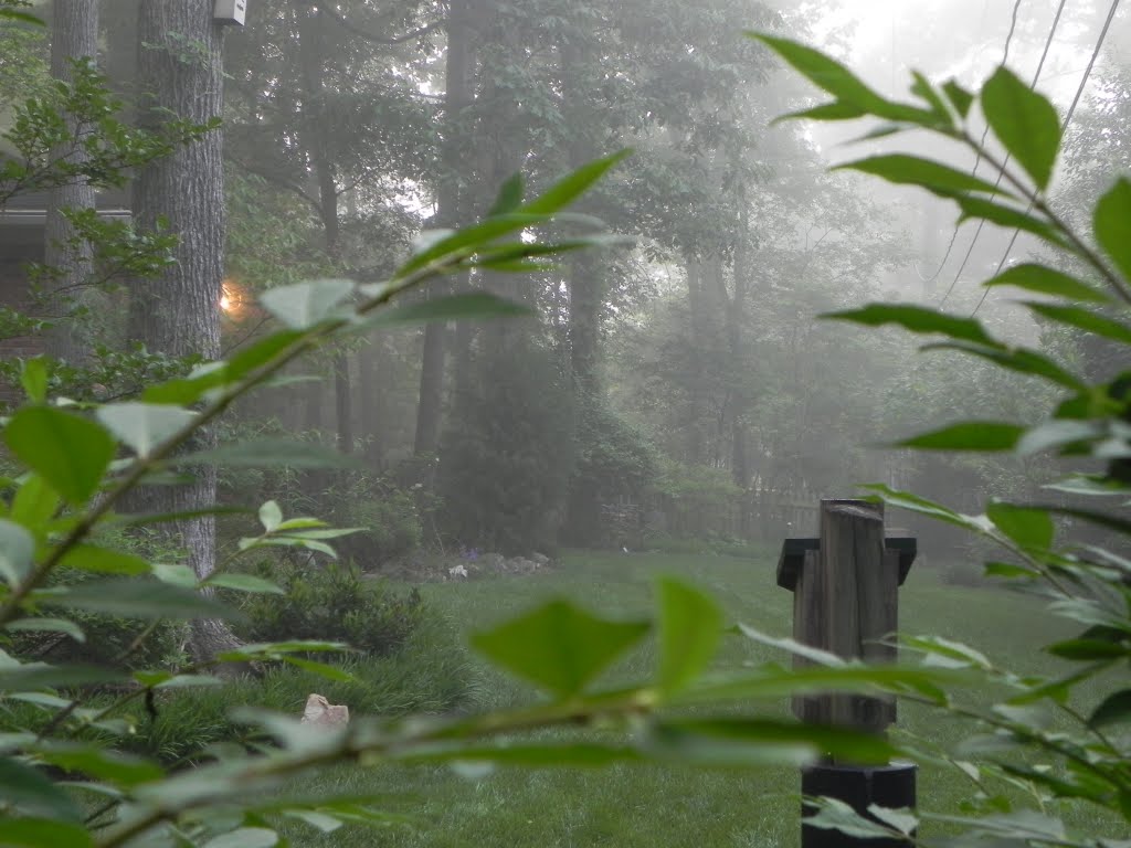 Back Yard Fog
