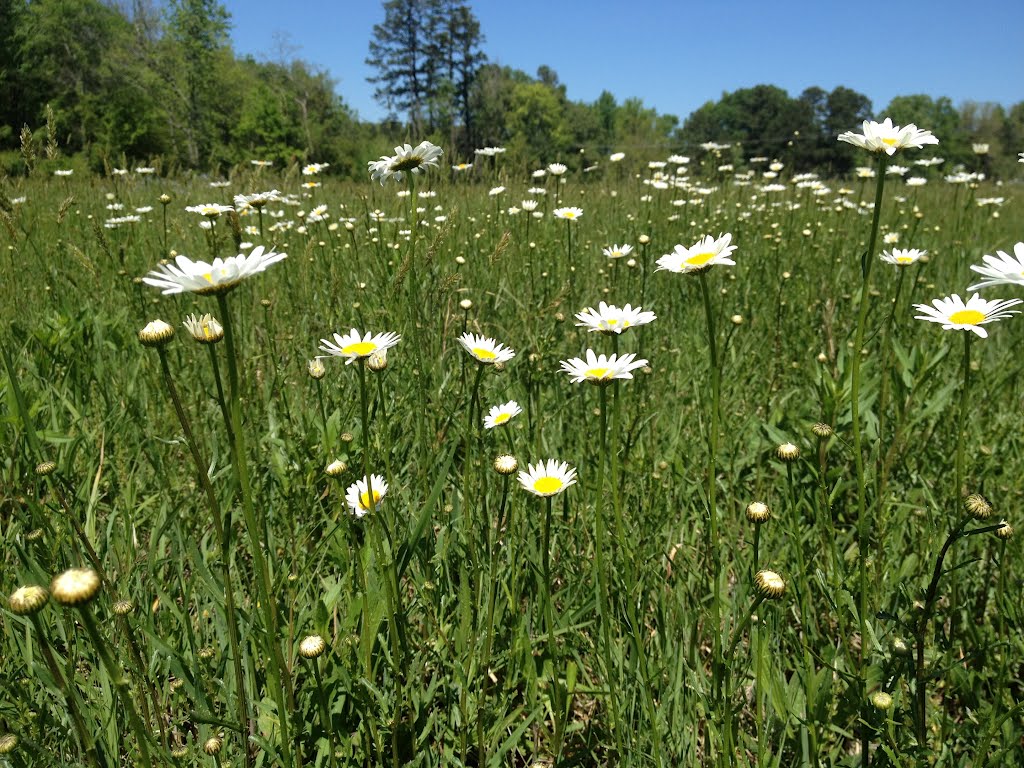Spring Flowers