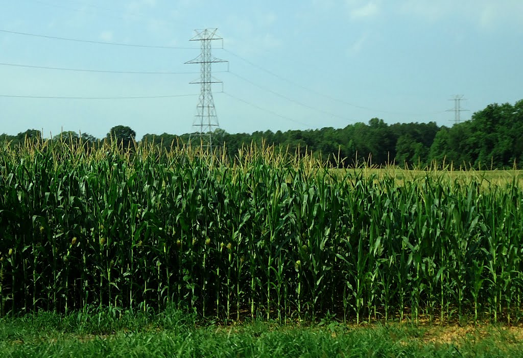 Growing Cornfields