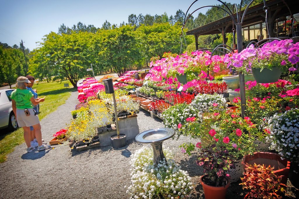 Coley Bunch Nursery