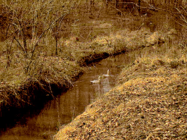 Ducks Entering one of the feeder creeks---st
