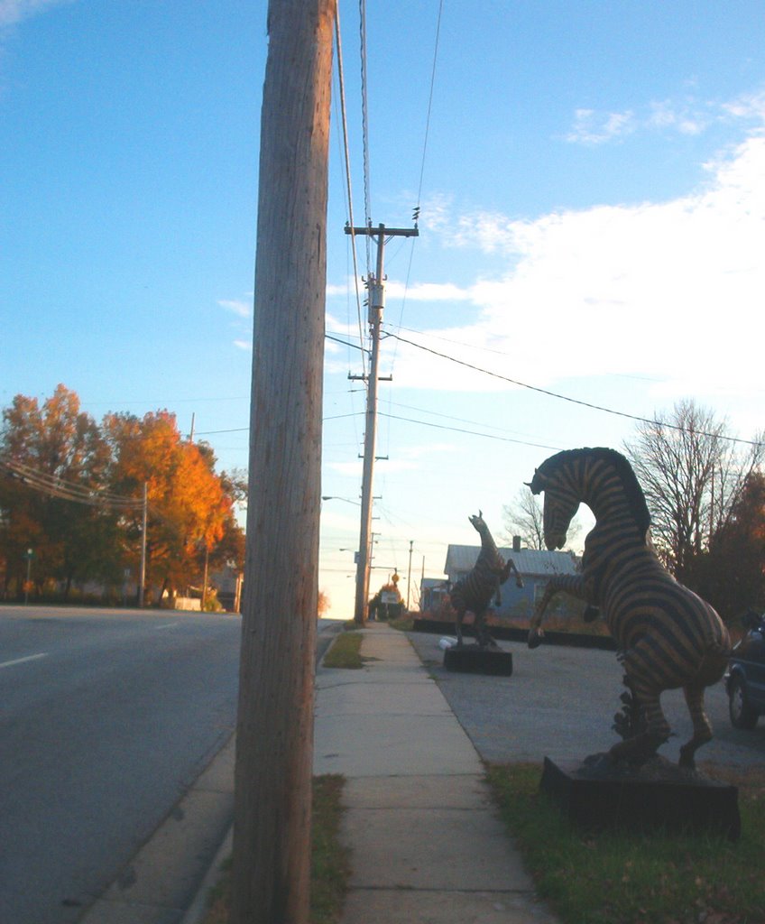 Autumns zebras on West Green dr.
