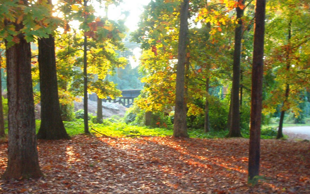 Fall in Goldston Parks woods!