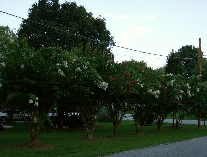 Neighborhood landscape variety!