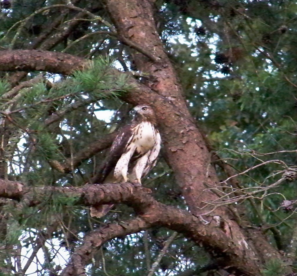 Another Frequent Visitor - Adult Red Tail Hawk