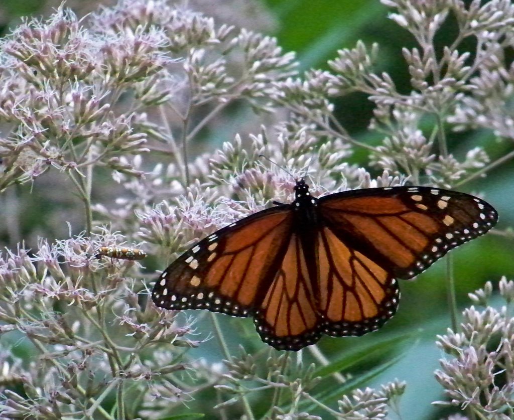 Monarch: Danaus plexippus