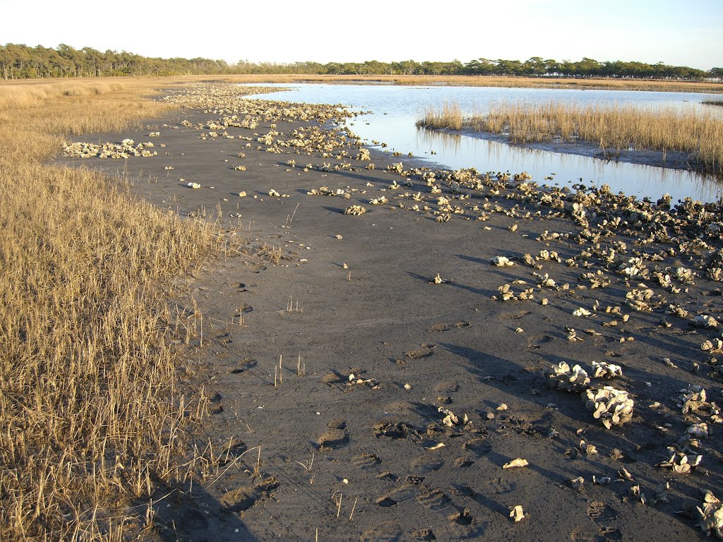 Oysters