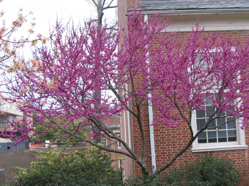 Redbud Outside ROTC