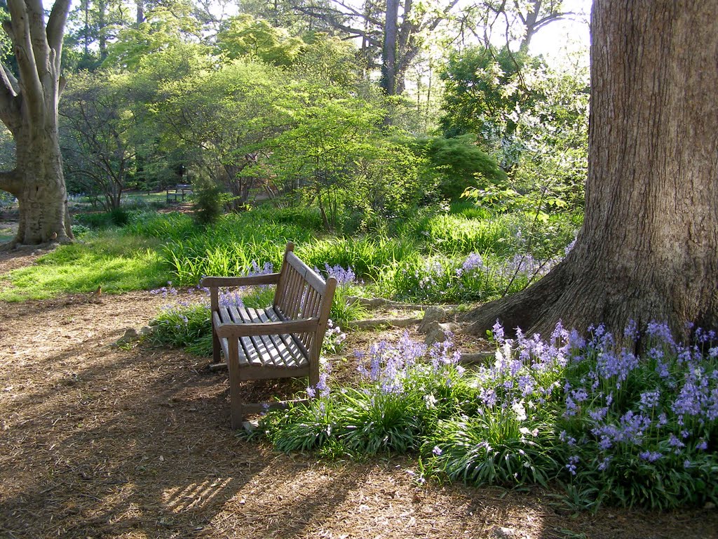 Spring at Coker Arboretum