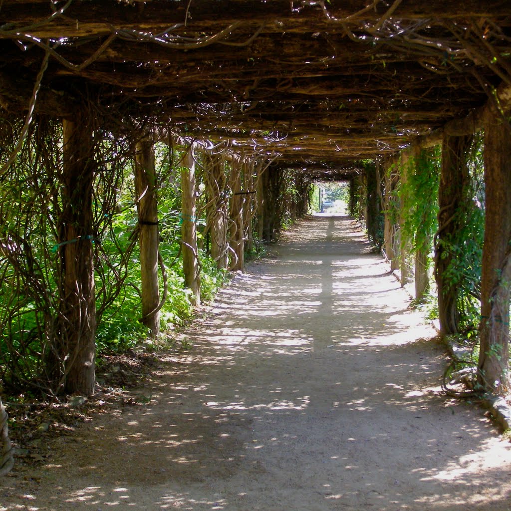 Wisteria Alley