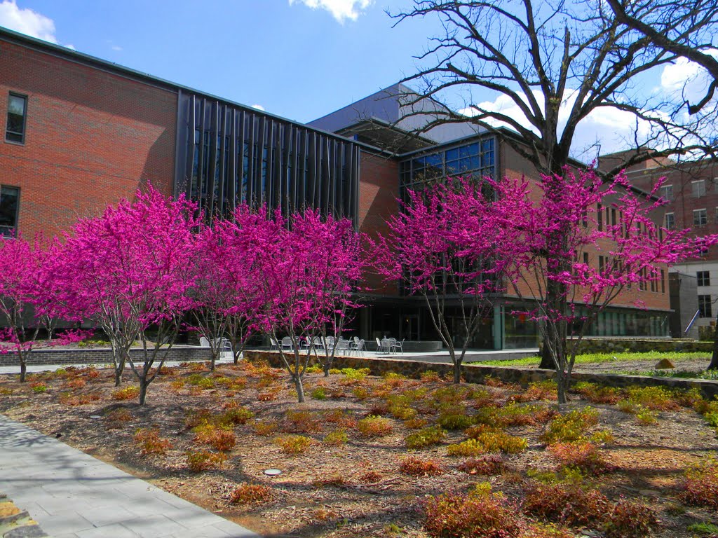Red Buds Blooming at The Global Center in UNC-CH