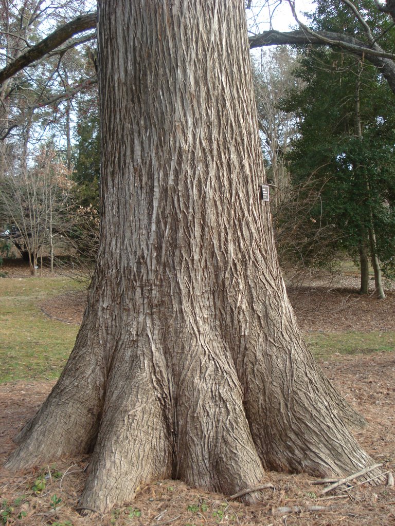 massive baldcypress trunk, Coker Arb, UNC campus, 2-3-08