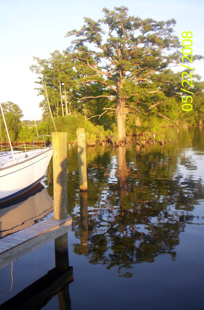 Cypress Tree & Knees 5/08