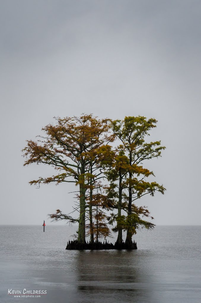 Rooted in history