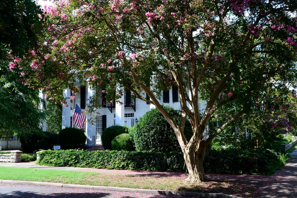 Old House with Crape Myrtle