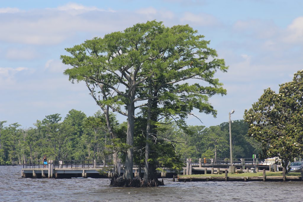 Edenton, Swan Bay