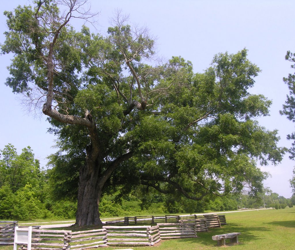 The Old Oak of Camden