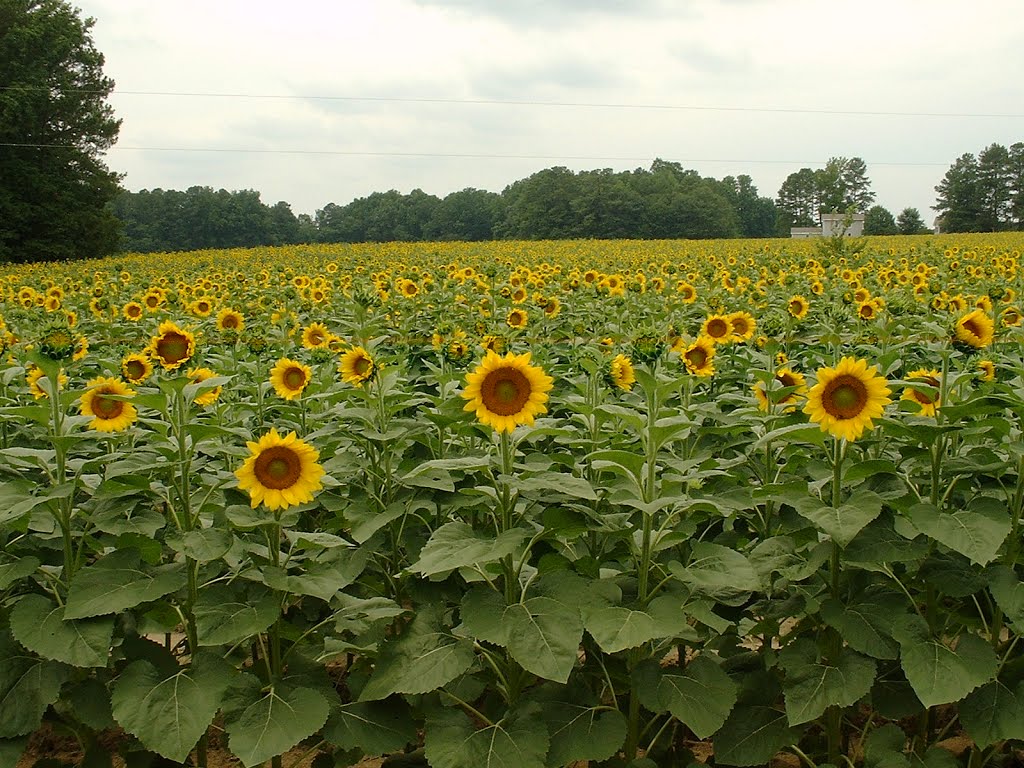 Sunflower Land