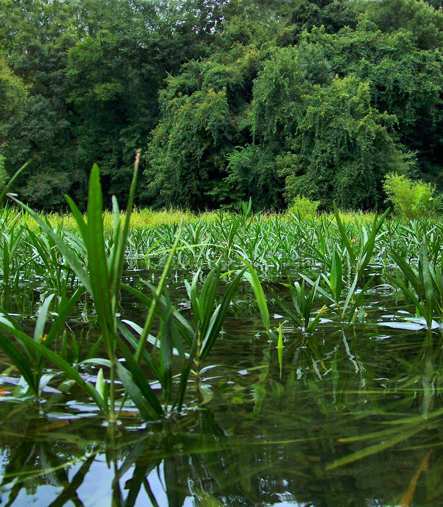 Vegetation in the Deep River