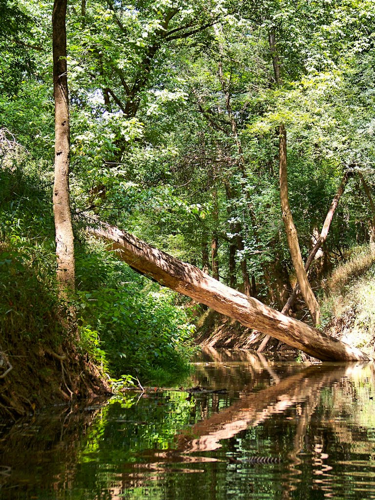 Fallen tree across Pocket Creek (tributary to the Deep River)