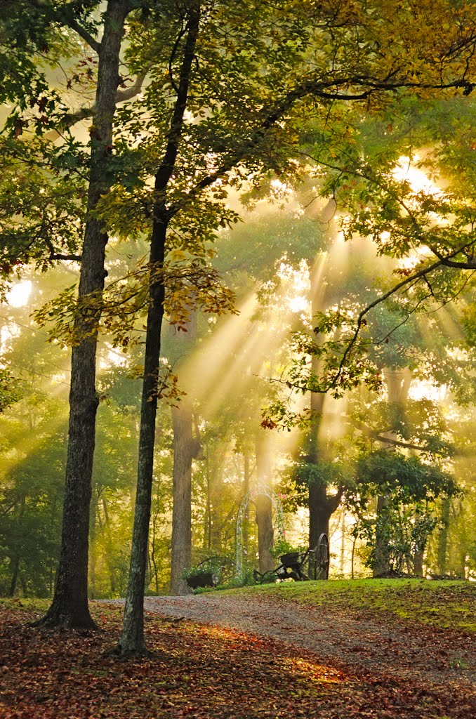 Morning Sun