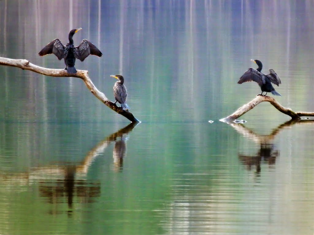 Double-Crested Cormorants