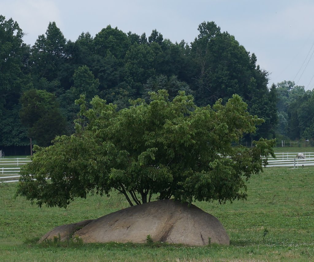 Tree from a rock