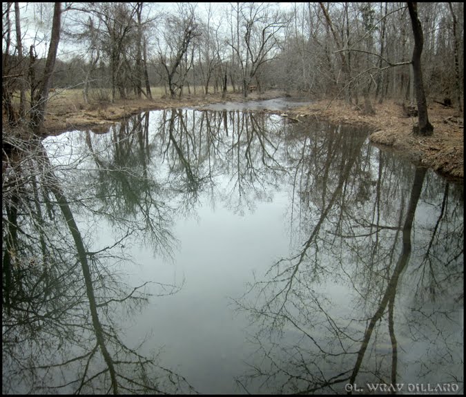 Little Butler Creek Reflections